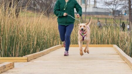 5 Best Gear Essentials for Running With Your Dog (2026) A female runner jogging with her active dog on a scenic outdoor trail path