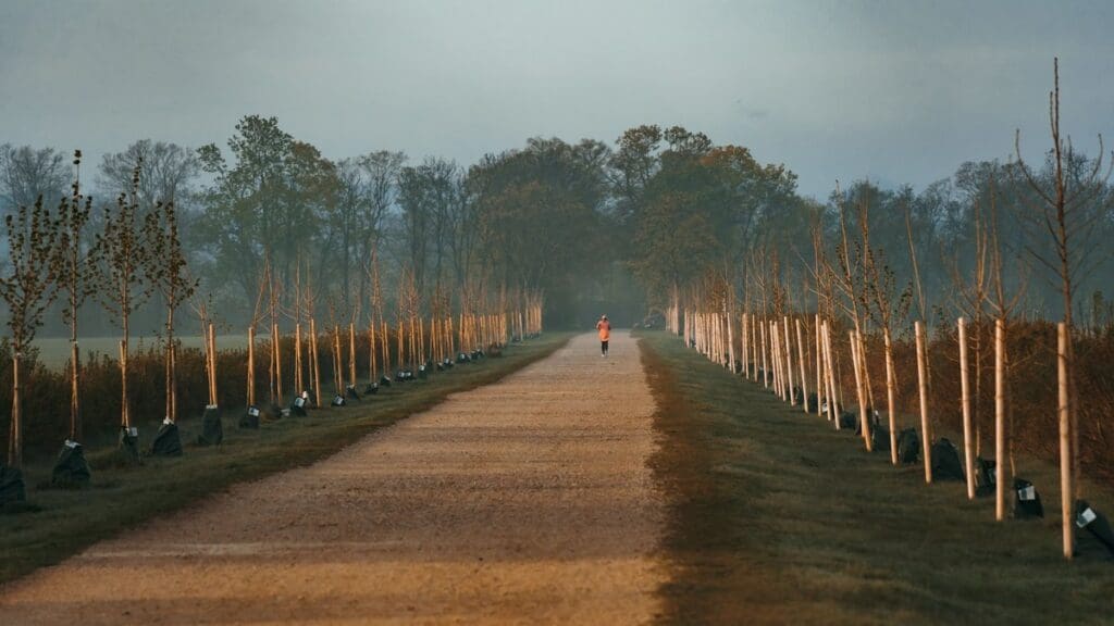 The Best Time of Day to Run: Morning vs. Afternoon vs. Evening Runner jogging along a scenic tree-lined dirt path in the morning nature mist